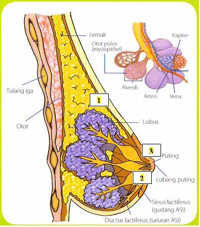 anatomi payudara
