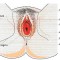 Genetalia Eksterna Wanita