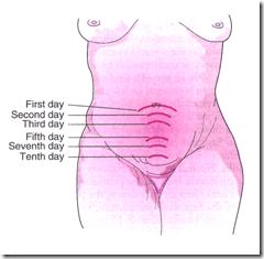 Gambar. Tinggi fundus uterus pada masa nifas